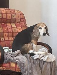 Reunited Male Dog last seen Morgan’s Landing, La Porte, TX 77571