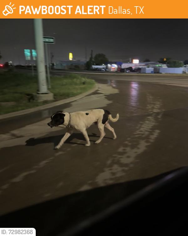 Found/Stray Unknown Dog last seen quick trip, Dallas, TX 75211