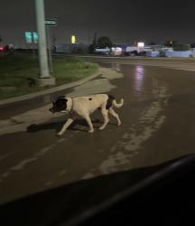 Found/Stray Unknown Dog last seen quick trip, Dallas, TX 75211