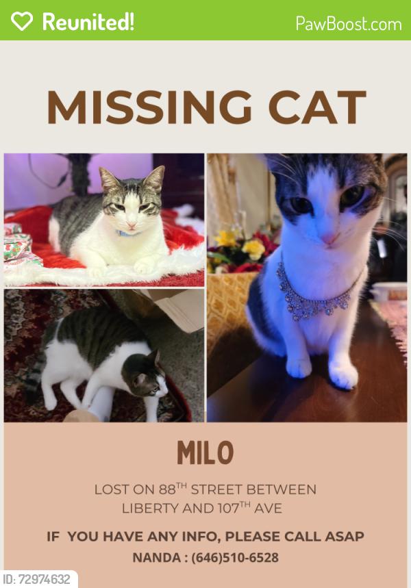 Reunited Female Cat last seen 88th street between 107th ave and liberty ave, Queens, NY 11417