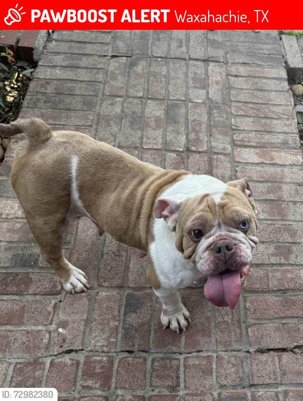 Lost Female Dog last seen Marvin garden 75165, Waxahachie, TX 75165