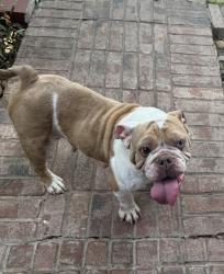 Lost Female Dog last seen Marvin garden 75165, Waxahachie, TX 75165