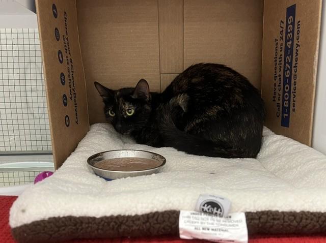 Shelter Stray Female Cat last seen , 593 Fairview Ave N, St Paul, MN 55104, USA