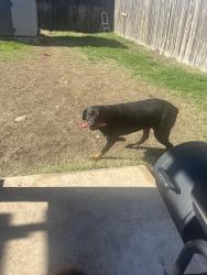 Lost Female Dog last seen Bowman Roberts and boat club rd, Fort Worth, TX 76102