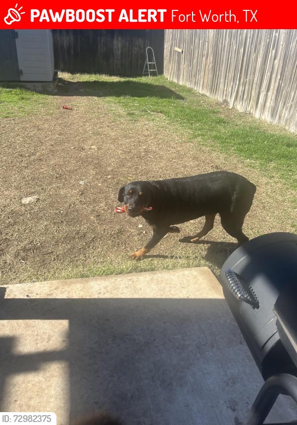 Lost Female Dog last seen Bowman Roberts and boat club rd, Fort Worth, TX 76102