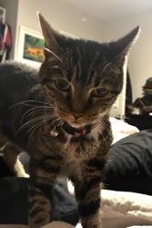 Reunited Female Cat last seen Hartland St, between Noble Ave and Kester Ave, Los Angeles, CA 91405