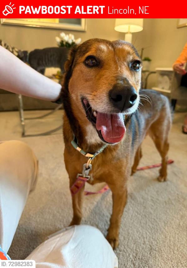 Lost Female Dog last seen 84th and Van Dorn , Lincoln, NE 68506