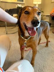 Lost Female Dog last seen 84th and Van Dorn , Lincoln, NE 68506