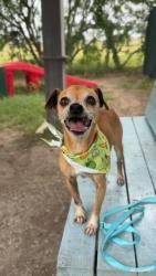 Shelter Stray Male Dog last seen Bexar County, 3353 Morningside Dr, New Braunfels, TX 78132, USA