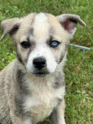 Shelter Stray Female Dog last seen Bexar County, 3353 Morningside Dr, New Braunfels, TX 78132, USA