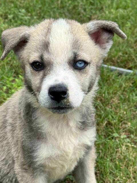 Shelter Stray Female Dog last seen Bexar County, 3353 Morningside Dr, New Braunfels, TX 78132, USA