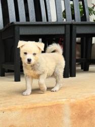 Shelter Stray Female Dog last seen Bexar County, 3353 Morningside Dr, New Braunfels, TX 78132, USA