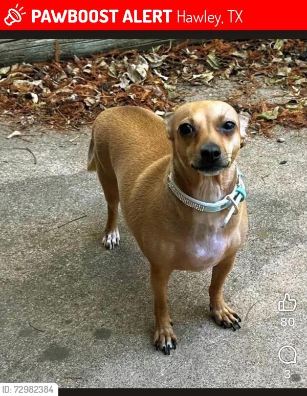 Lost Female Dog last seen Near block of Hwy 277 S @ CR 379, Hawley, TX 79525