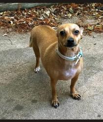 Lost Female Dog last seen Near block of Hwy 277 S @ CR 379, Hawley, TX 79525