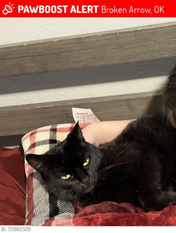 Lost Female Cat last seen South Pecan Ave and West Quincy Street, Broken Arrow, OK 74012