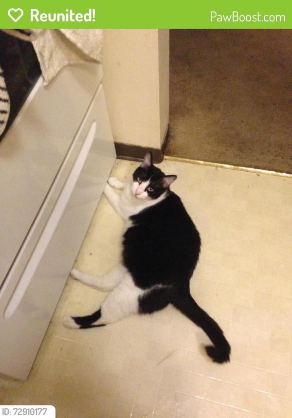 Reunited Female Cat last seen Creston Point apmts, Seattle, WA 98178