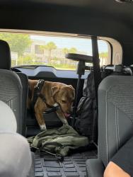 Reunited Male Dog last seen Santa barbara & Jacaranda, Cape Coral, FL 33909