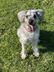 Lost Male Dog last seen Kendall Drive , San Bernardino, CA 92407