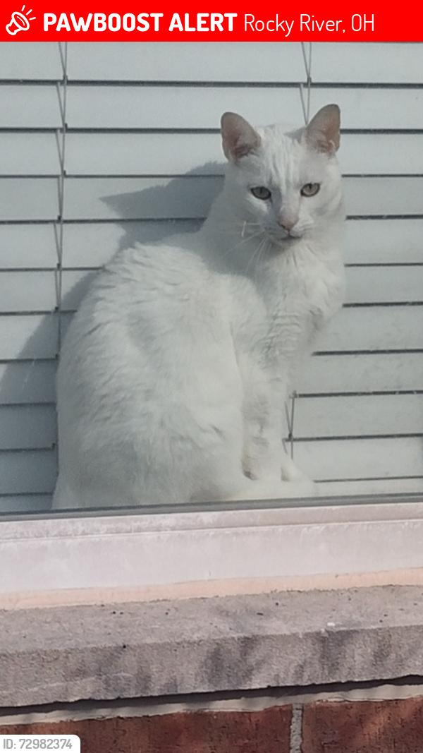 Lost Male Cat last seen Harwich Court and Detroit Rd in Rocky River , Rocky River, OH 44116