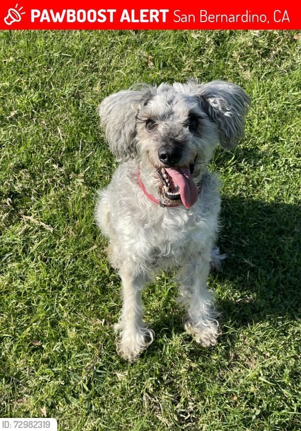 Lost Male Dog last seen Kendall Drive , San Bernardino, CA 92407