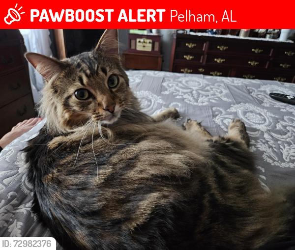 Lost Male Cat last seen Behind water tower across from Pelham High School , Pelham, AL 35124