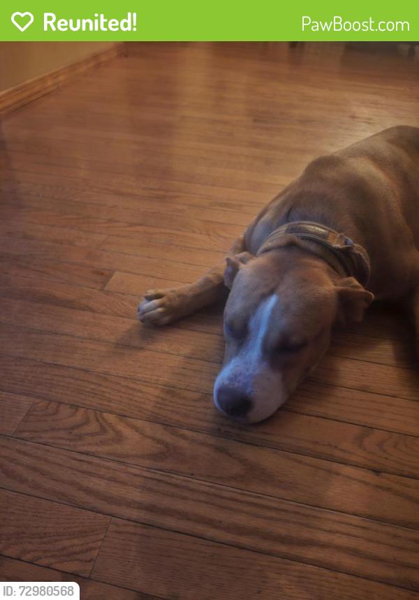 Reunited Male Dog last seen Broadway Ave & 3rd St, McKees Rocks, PA 15136