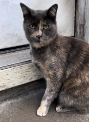Lost Female Cat last seen Arab Drive/Trails End, Olympia, WA 98501