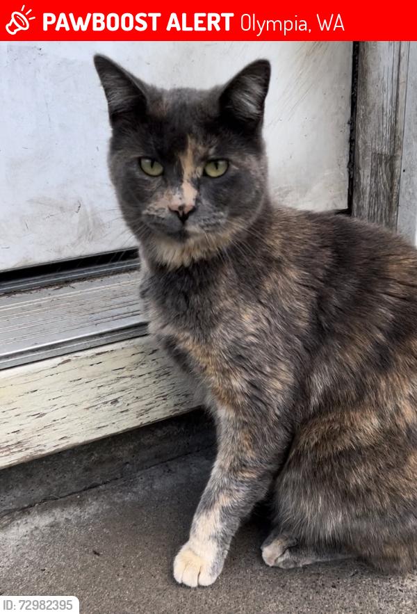 Lost Female Cat last seen Arab Drive/Trails End, Olympia, WA 98501