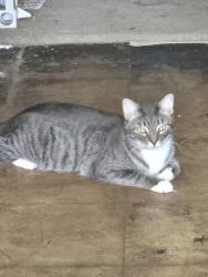 Reunited Male Cat last seen Baneway st, Houston, TX 77072
