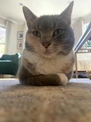 Reunited Female Cat last seen Gold Dust Ct. and Powdermill Ln, Oakton, VA 22181