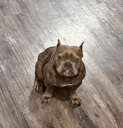 Reunited Female Dog last seen Nacogdoches and O’Connor , San Antonio, TX 78233