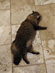 Reunited Male Cat last seen scenic highway and Ronald Reagan , Snellville, GA 30078