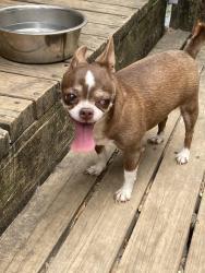 Reunited Female Dog last seen Dippen Rd, near Winsdspring , Winston-Salem, NC 27105