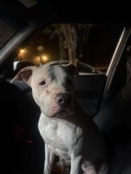 Found/Stray Female Dog last seen S 173rd Ave & Yuma, Goodyear, AZ 85338
