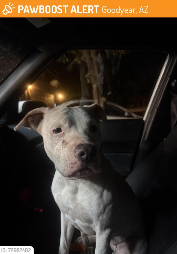 Found/Stray Female Dog last seen S 173rd Ave & Yuma, Goodyear, AZ 85338