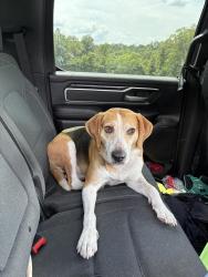 Found/Stray Male Dog last seen Point Milligan & Salem Rd, Havana, FL 32333