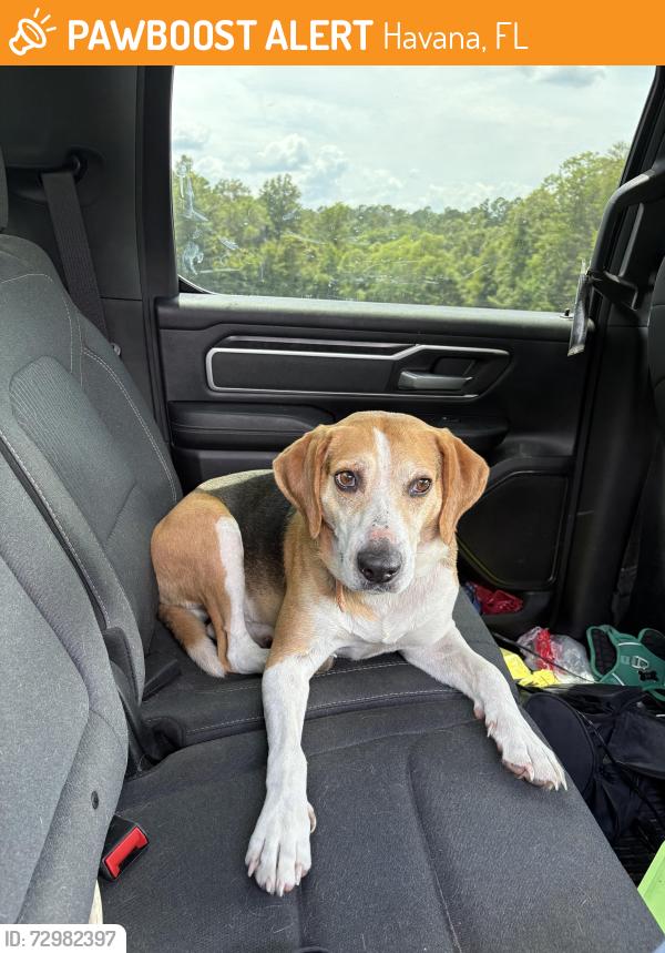 Found/Stray Male Dog last seen Point Milligan & Salem Rd, Havana, FL 32333
