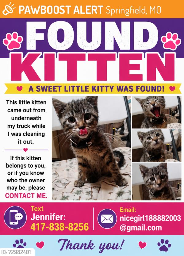 Found/Stray Unknown Cat last seen Forest and College Ave., Springfield, MO 65806