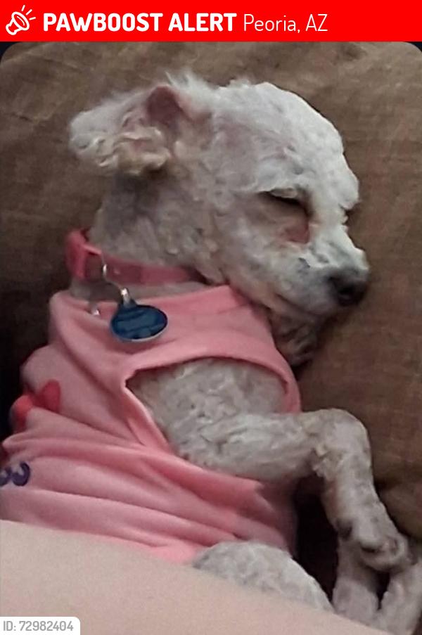 Lost Female Dog last seen 86th drive and paradise lane , Peoria, AZ 85382