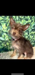 Lost Female Dog last seen Off Douglas/Kellogg and Hillside, between Lorraine and Waterman and Lorraine and Chautauqua , Wichita, KS 67211
