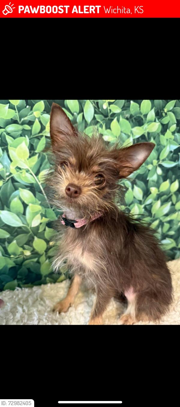 Lost Female Dog last seen Off Douglas/Kellogg and Hillside, between Lorraine and Waterman and Lorraine and Chautauqua , Wichita, KS 67211