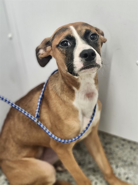 Shelter Stray Female Dog last seen Near BLOCK LAHSER RD DETROIT MI 48219, 7401 Chrysler Dr, Detroit, MI 48211, USA