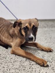 Shelter Stray Female Dog last seen Near BLOCK LAHSER RD DETROIT MI 48219, 7401 Chrysler Dr, Detroit, MI 48211, USA