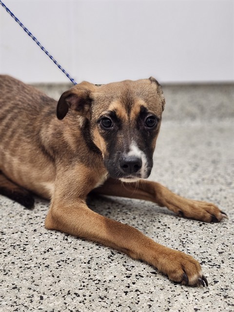Shelter Stray Female Dog last seen Near BLOCK LAHSER RD DETROIT MI 48219, 7401 Chrysler Dr, Detroit, MI 48211, USA