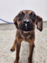Shelter Stray Male Dog last seen Near BLOCK LAHSER RD DETROIT MI 48219, 7401 Chrysler Dr, Detroit, MI 48211, USA