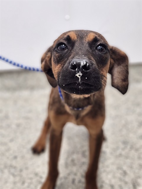 Shelter Stray Male Dog last seen Near BLOCK LAHSER RD DETROIT MI 48219, 7401 Chrysler Dr, Detroit, MI 48211, USA