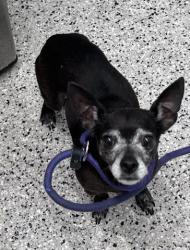 Shelter Stray Female Dog last seen I- 96 SERVICE/W GRAND BLVD DETROIT, MI 48208, 7401 Chrysler Dr, Detroit, MI 48211, USA