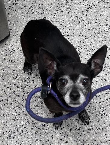 Shelter Stray Female Dog last seen I- 96 SERVICE/W GRAND BLVD DETROIT, MI 48208, 7401 Chrysler Dr, Detroit, MI 48211, USA