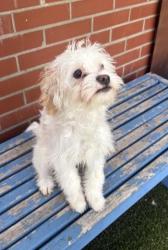 Shelter Stray Female Dog last seen Near BLOCK E VERNOR HWY, DETROIT MI 48207, 7401 Chrysler Dr, Detroit, MI 48211, USA