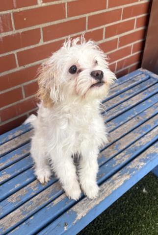 Shelter Stray Female Dog last seen Near BLOCK E VERNOR HWY, DETROIT MI 48207, 7401 Chrysler Dr, Detroit, MI 48211, USA